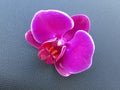 Purple gorgeous bloom of Phalaenopsis orchid with white edges, Ã¢â¬Åmoth orchidsÃ¢â¬Â. Beautiful romantic exotic flowers. Royalty Free Stock Photo